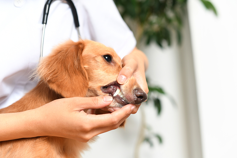 狂犬病の予防